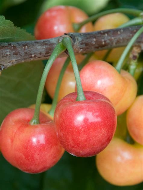 rainier cherry  frank schmidt son