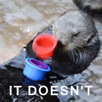 Image tagged in animals,funny,otter,cups - Imgflip