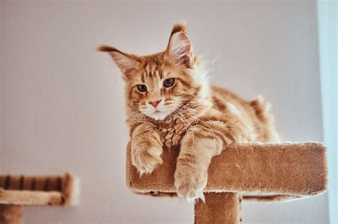 The BIGGEST CAT BREEDS In The World🙄 Descubra as vantagens e ...