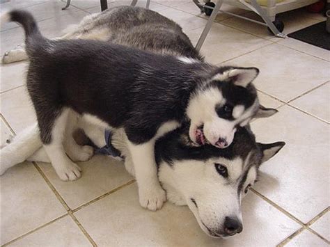 snuggle snuggle | Funny Pictures, Quotes, Pics, Photos, Images. Videos ...