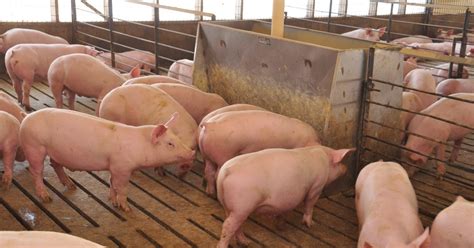 vision  genomics  animal agriculture