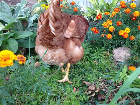 Keeping a Blind Chicken | BackYard Chickens - Learn How to Raise Chickens