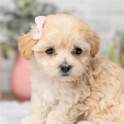 newborn maltipoo puppies