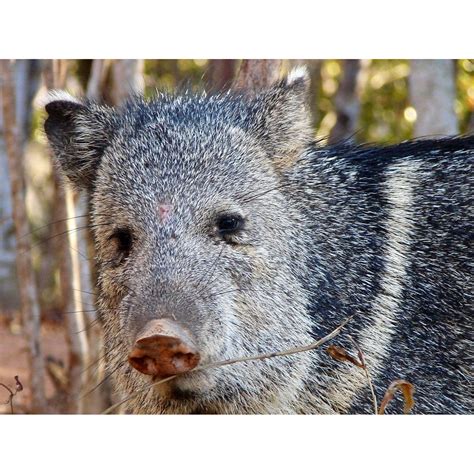 Пекари (Pecari) | LifeCatalog