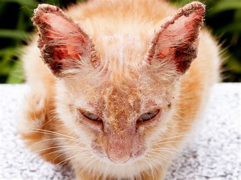 Mange in Cats: Causes, Symptoms, & Treatment - Cats.com