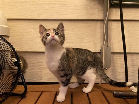 Feline Pituitary Dwarfism Adopting A Cat With Dwarfism