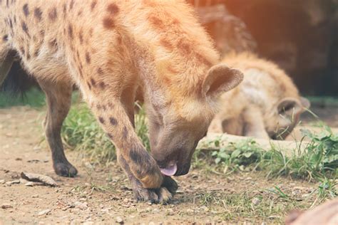 Behavior Of Spotted Hyena Stock Photo - Download Image Now - Africa, Aggression, Animal - iStock