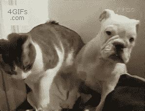 The Relationship Between Cats and Dogs, Told in GIFs | The BarkPost|The Relationship Between ...