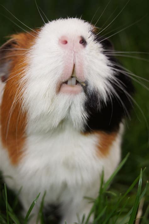 tips for guinea pig making noise for beginners 5