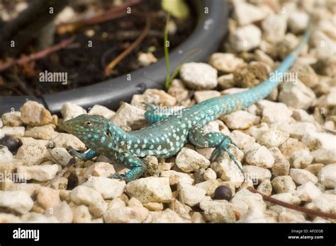 Aruba whiptail lizard hi-res stock photography and images - Alamy