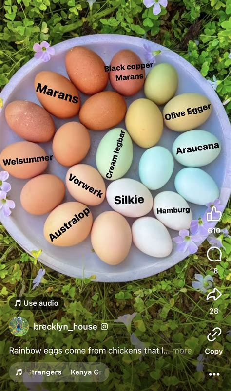 complete guide  silkie chicken eggs artofit