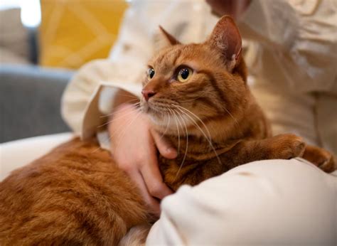 recognize  common cat skin problems