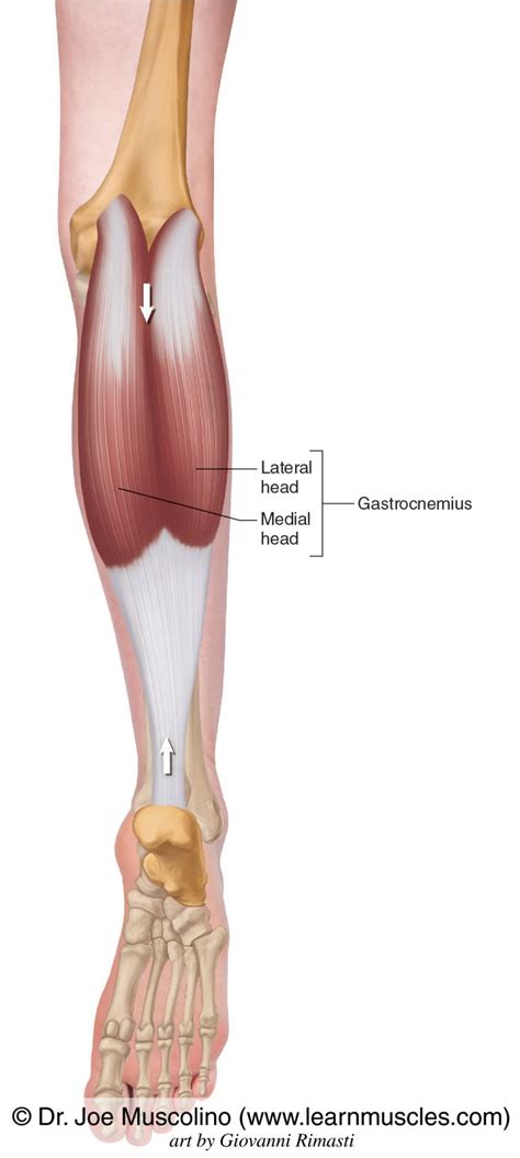 gastrocnemius gastrocs learn muscles