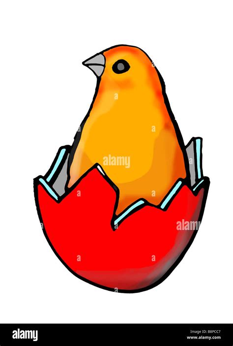 egg  bird stock photo alamy