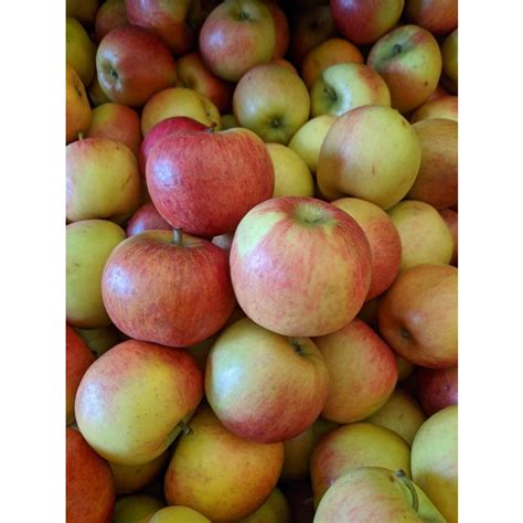 Braeburn Apple » Store » Tomorrow's Harvest