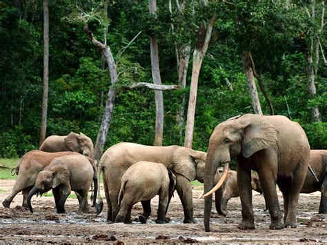 Logging has allowed poachers to pick off the African forest elephant at ...