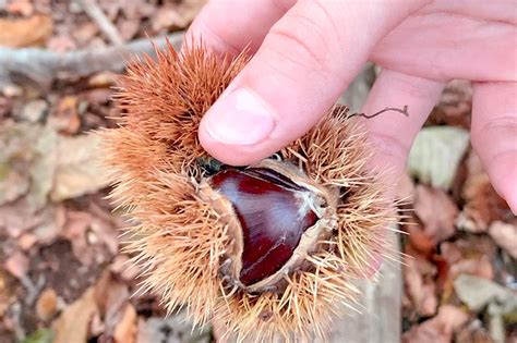 gita da roma  autunno la faggeta  oriolo romano  road