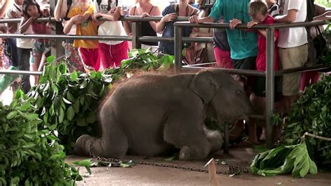 PINNAWALA ELEPHANT ORPHANAGE, - AUGUST 12: Sri Lankan Elephant Baby ...