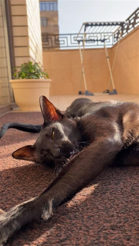 Хьюго Ориентал Смешные животные | Смешные животные, Животные, Детеныши ...