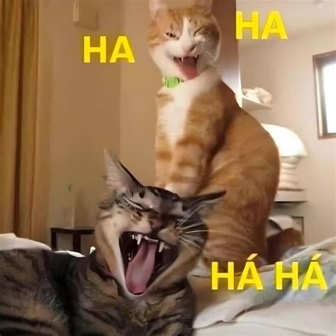 120+ ảnh meme mèo cười đểu, nhe răng, siêu bựa hài hước