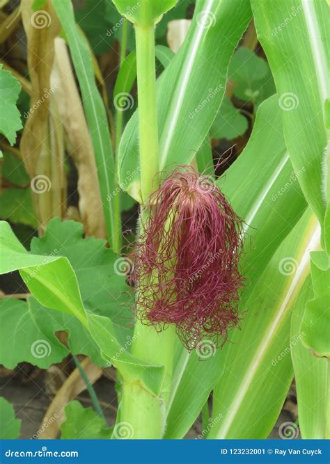 Corn Silk, the Hair on an Ear of Corn Stock Image - Image of silk