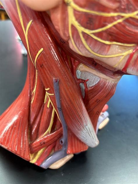 side  neck muscles diagram quizlet