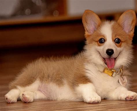 The Lovable Charm of Black and White Corgis: A Guide to This Popular ...