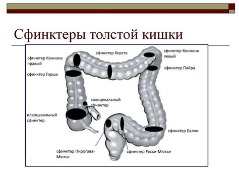 Методы лучевой диагностики. Лучевая диагностика ЖКТ - презентация онлайн