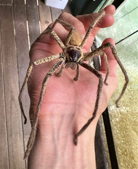 arany huntsman-pók Ausztrália | Huntsman spider, Pet spider, Spiders in ...