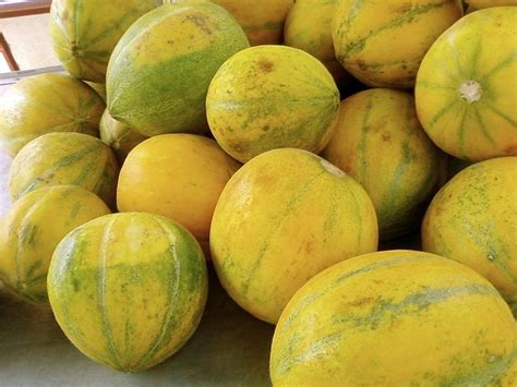 picture yellow melon
