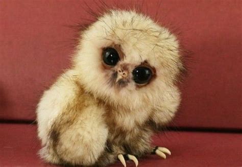 animals    ugly   cute animals world