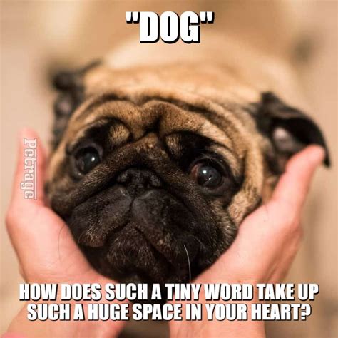 Pug Dog Meme - PETRAGE