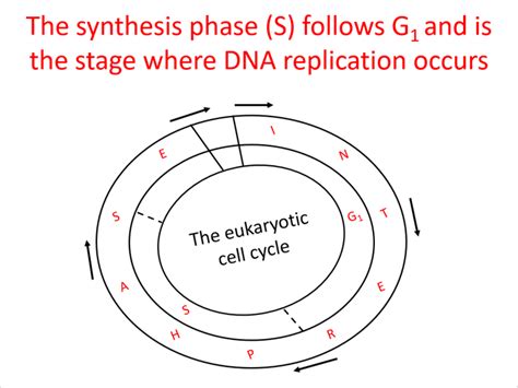 interphase wjec  level biology teaching resources
