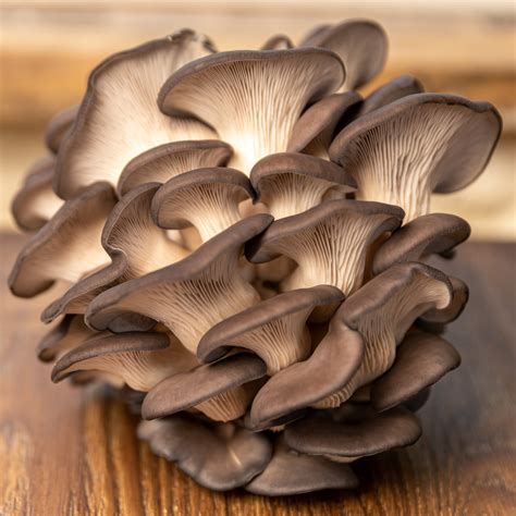 Blue Oyster Mushrooms — Flowering Sun Ecology Center