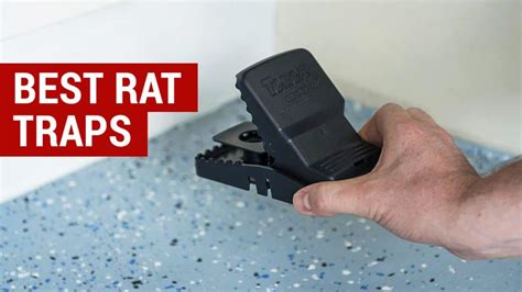 Discover the Best Rat Traps 2018 - City Pests