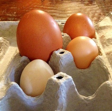 big egg backyard chickens learn   raise chickens