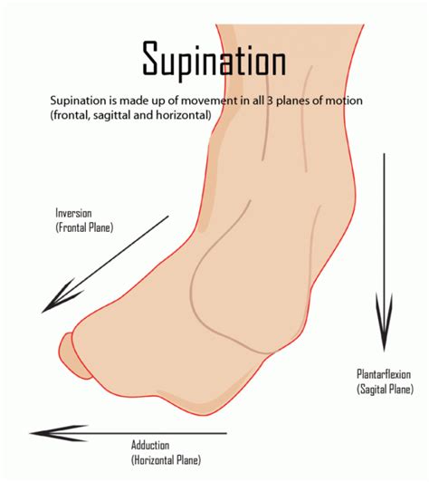 Inversion Definition Anatomy - Anatomical Charts & Posters