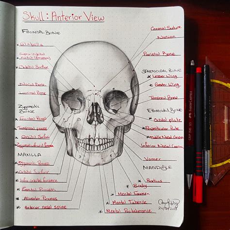 anatomy notes  ranatomy