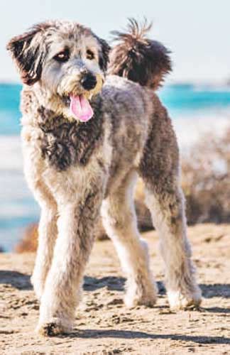 Aussiedoodle Haircuts – Short Grooming Styles - FunDogFitness.com