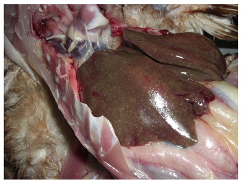 Unravelling Bile Viromes of Free-Range Laying Chickens Clinically ...