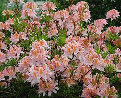 Рододендрон листопадный 'Ирэн Костер' / Rhododendron luteum 'Irene ...
