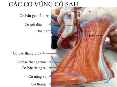 chu thich mo hinh  dau mat