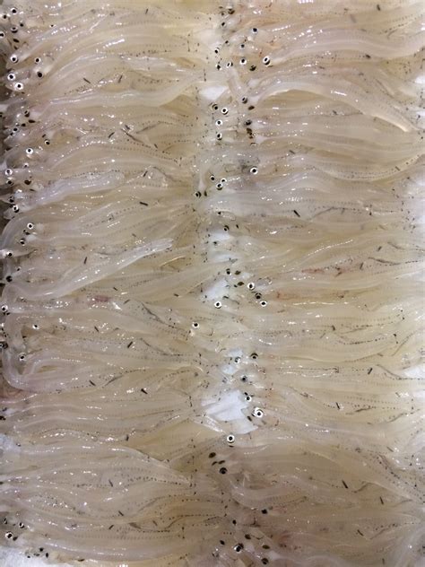 白魚（シラウオ）の生態と栄養素と効用 | Sushi Sakana design