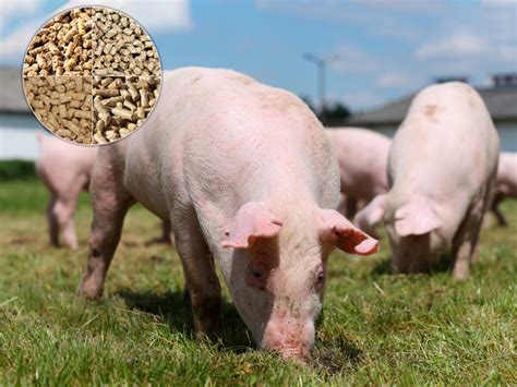 pig feed making machine pig feed processing machine  sale