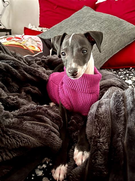 Jenna inspired me to do my research on iggys because they’re a breed of