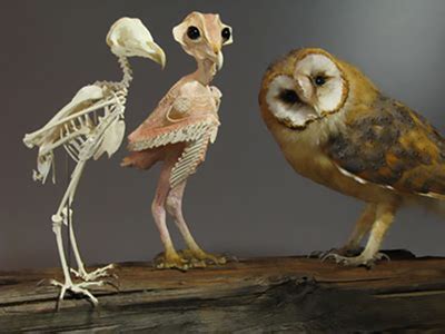 What an owl looks like without feathers : r/pics