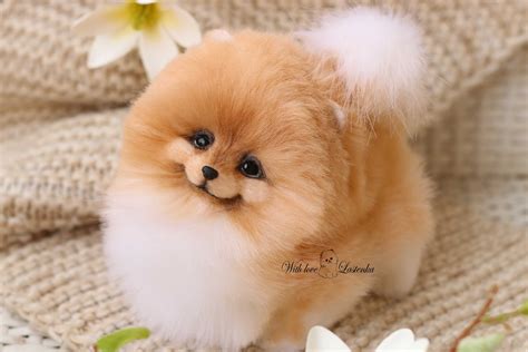cute pomeranian teacup