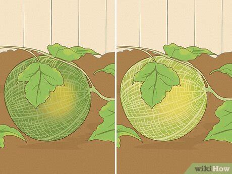 how long does it take for cantaloupe to ripen