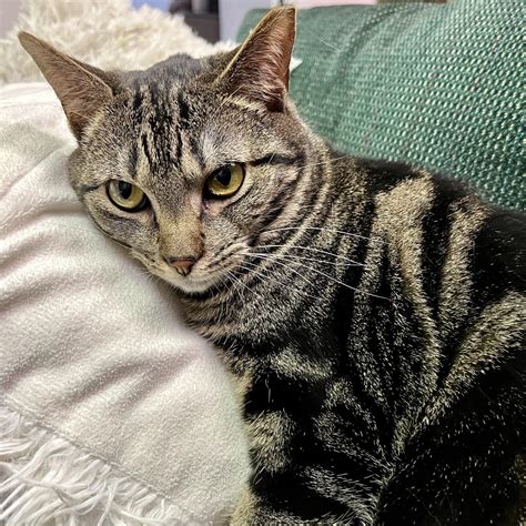 Bikini – Feral Feline Friends of East Tennessee