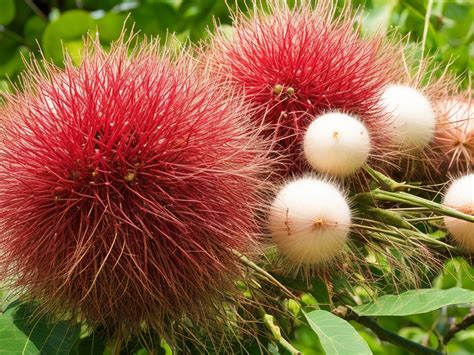 Rambutan Benefits and Side Effects